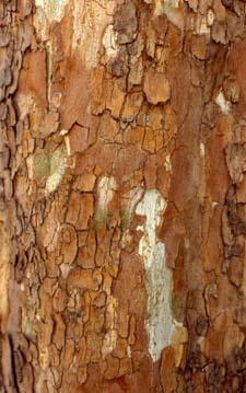 Sycamore bark