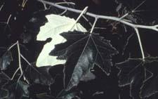 Silver Poplar leaves