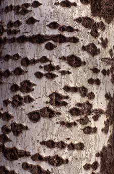 Silver Poplar bark