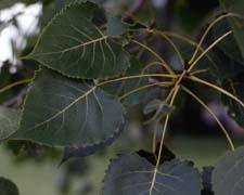 Eastern Cottonwood leaves