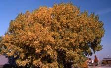 Eastern Cottonwood fall color