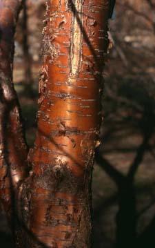 Amur Chokecherry bark