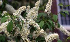 European Birdcherry flowers