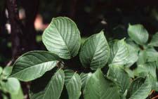 Sargent Cherry leaves