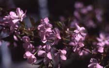 Sargent Cherry flowers