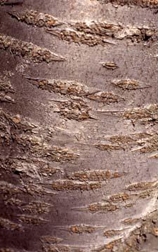 Sargent Cherry bark