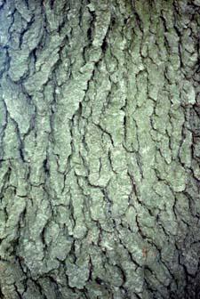 Wild Cherry bark