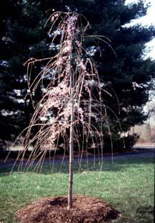 Weeping Higan Cherry form