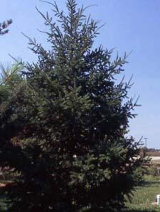 Douglasfir form