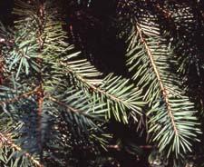 Douglasfir leaves (needles)