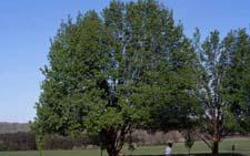 Callery Pear, form of the cultivar 'Bradford'
