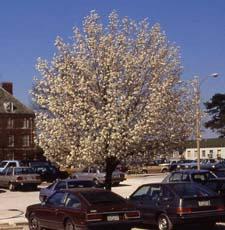 Callery Pear cultivar 'Bradford' in flower