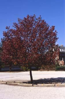 Callery Pear cultivar 'Bradford' in fall color