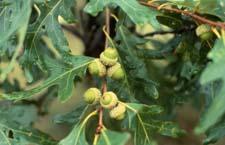 White Oak fruit (acorns)