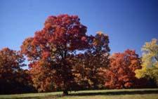 White Oak fall color