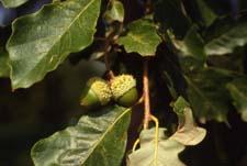 Swamp White Oak fruit (acorns)