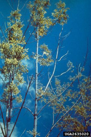 Ash showing decline due to ash yellows infection (www.forestryimages.org)