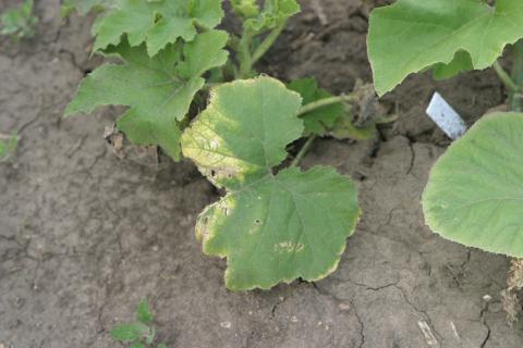 Atrazine herbicide drift on pumpkin (cucurbit).