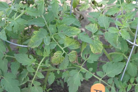 Atrazine herbicide drift on tomato.