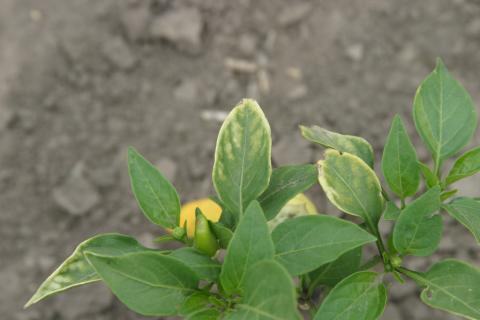 Atrazine herbicide drift on pepper plant.