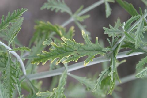 Atrazine herbicide drift on Russian sage.
