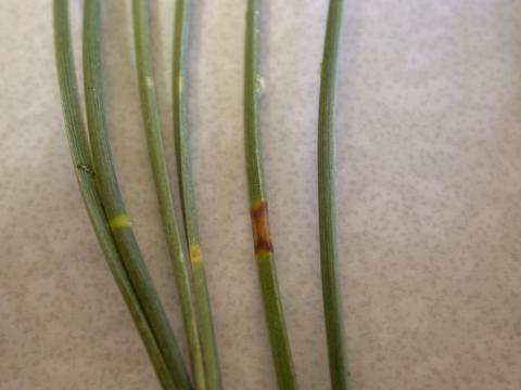 Dothistroma needle blight - showing early banding symptoms.