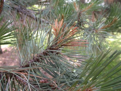 Sphaeropsis tip blight of pine.
