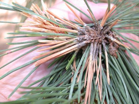 Sphaeropsis tip blight of pine.