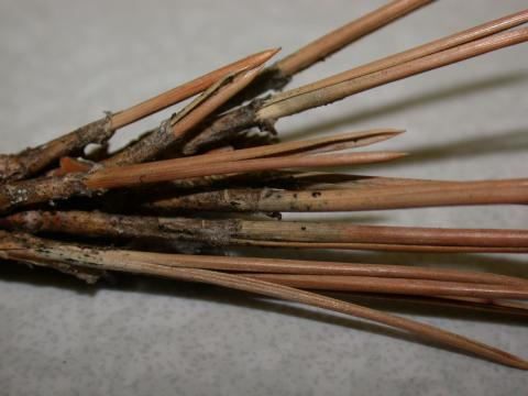Sphaeropsis tip blight of pine; note fruiting bodies at base of needles.