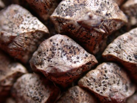 Sphaeropsis tip blight of pine; note fruiting bodies on cone scales.