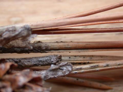 Sphaeropsis tip blight of pine; note fruiting bodies at base of needles.