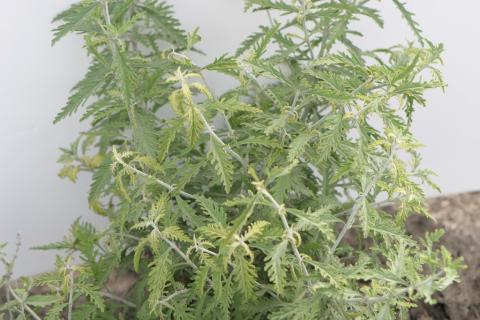 Chlorimuron (ALS) herbicide drift on Russian sage.