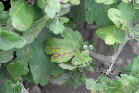 Chlorimuron (ALS) herbicide drift on mum. 