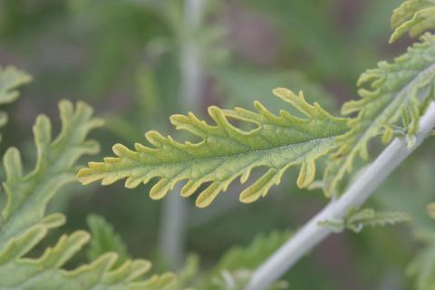 Chlorimuron (ALS) herbicide drift on Russian sage.