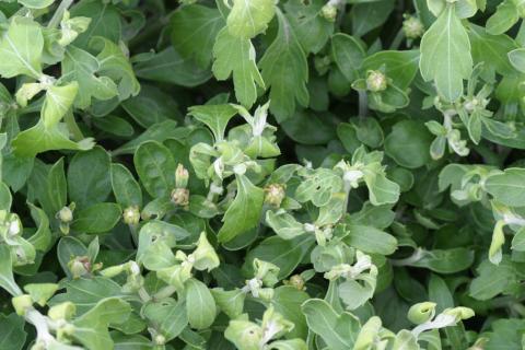 Clopyralid (PGR) herbicide drift on mum.