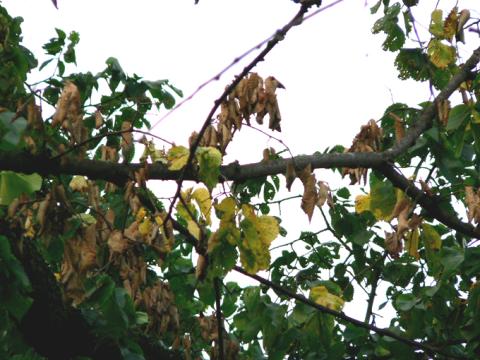 Brach dying due to Dutch elm disease.