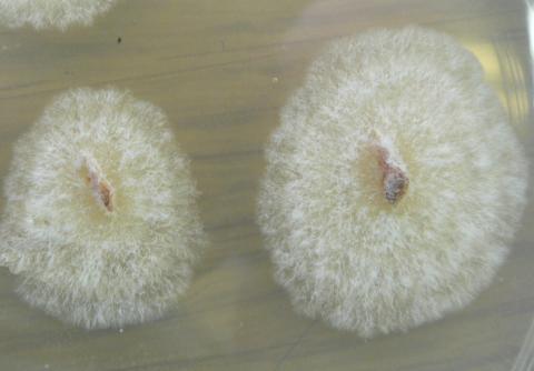 Dutch elm disease fungus growing in a Petri dish.