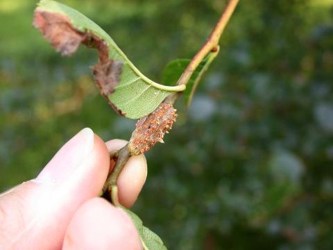 Cedar-quince rust aecia on hawthorn twig.