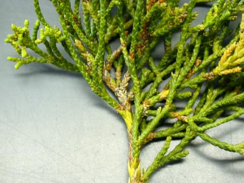 Phomopsis tip blight of juniper. Girdling lesion is gray area.