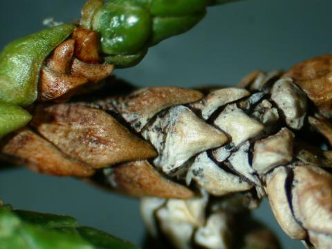 Phomopsis tip blight of juniper (close-up; note black fruiting bodies).