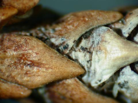 Phomopsis tip blight of juniper (close-up; note black fruiting bodies).