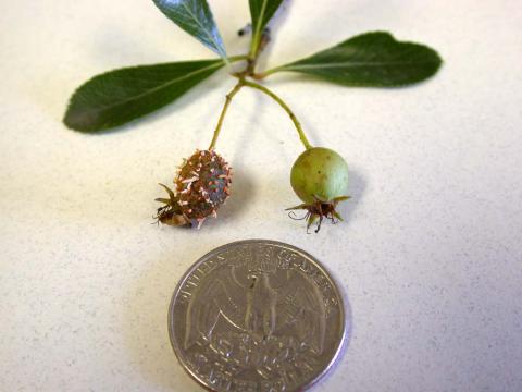 Cedar-quince rust aecia on hawthorn fruit.