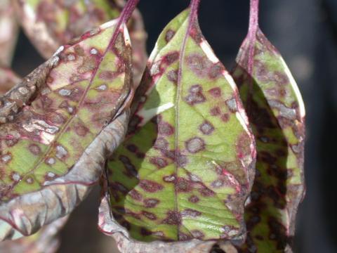 Septoria leaf spot on dogwood.