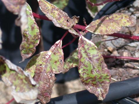 Septoria leaf spot on dogwood.