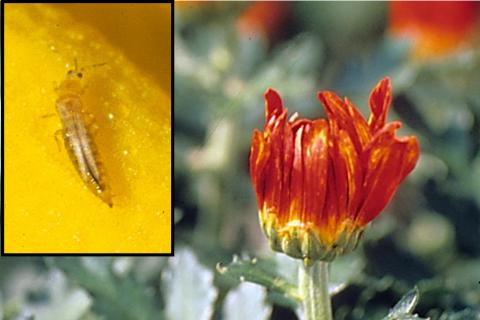 Eastern flower thrips damage on mum. (Photo: Phil Nixon)