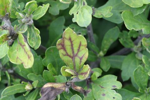 Glyphosate herbicide drift on mum. 