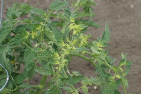 Glyphosate herbicide drift on tomato plant.