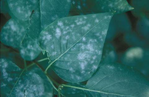 Powdery mildew of lilac.