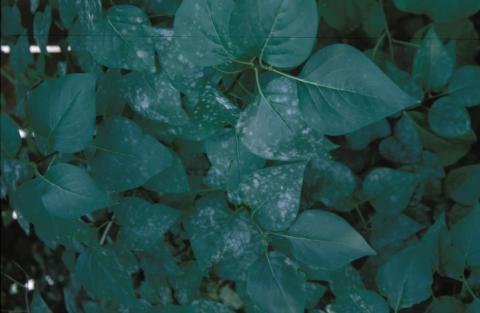 Powdery mildew of lilac.