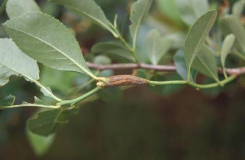 Quince rust gall on hawthorn.
